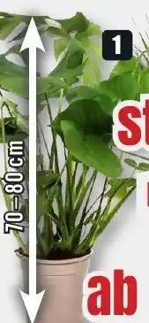 B1 Discount Baumarkt Grünpflanzen Angebot