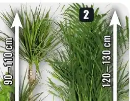 B1 Discount Baumarkt Grünpflanzen Areca Angebot