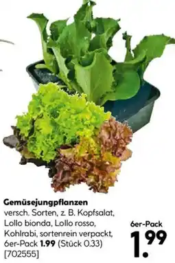 Hellweg Gemüsejungpflanzen 6er-Pack Angebot