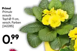 Hellweg Primel Angebot