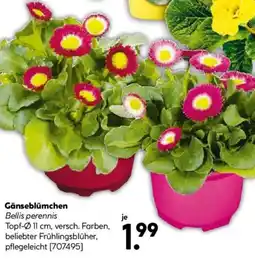 Hellweg Gänseblümchen Bellis perennis Angebot