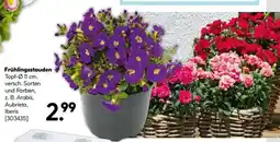 Hellweg Frühlingsstauden Angebot