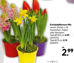 Hellweg Zwiebelpflanzen-Mix Angebot