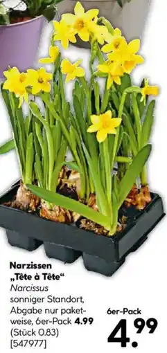 Hellweg Narzissen ,,Tête à Tête" 6er-Pack Angebot