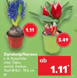 Kaufland Zwiebelpflanzen Angebot