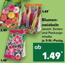 Kaufland Blumenzwiebeln Angebot