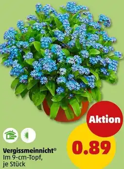PENNY Vergissmeinnicht Angebot
