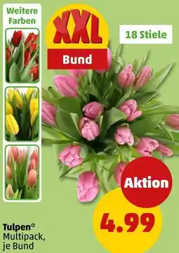 PENNY Tulpen Angebot