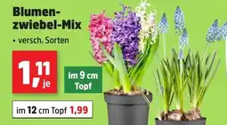 Thomas Philipps Blumen zwiebel-Mizwiebel-Mix Angebot