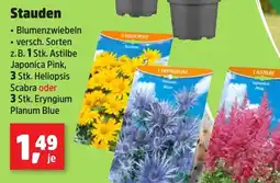 Thomas Philipps Stauden Angebot