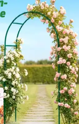 Thomas Philipps Rosengarten bogen Angebot