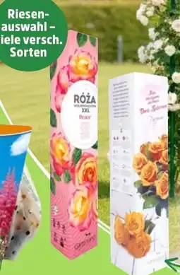 Thomas Philipps Edel-, Beet oder Kletterrosen Angebot