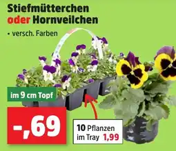Thomas Philipps Stiefmütterchen oder Hornveilchen Angebot
