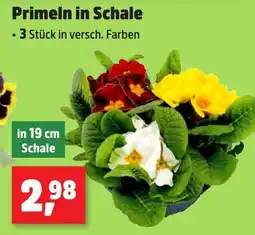 Thomas Philipps Primeln in Schale Angebot
