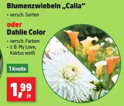 Thomas Philipps Blumenzwiebeln,,Calla" oder Dahlie Color Angebot