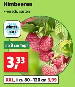 Thomas Philipps Himbeeren Angebot