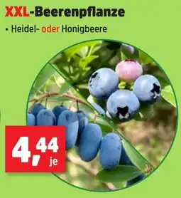 Thomas Philipps XXL-Beerenpflanze Angebot