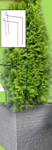 Thomas Philipps Thuja Brabant Angebot