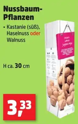 Thomas Philipps Nussbaum- Pflanzen Angebot