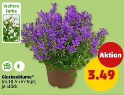 PENNY Glockenblume Angebot