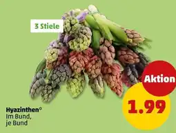 PENNY Hyazinthen Angebot