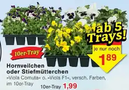 Wiglo Wunderland Hornveilchen oder Stiefmütterchen Angebot