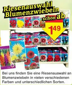 Wiglo Wunderland Riesenauswahl Blumenzwiebeln Angebot