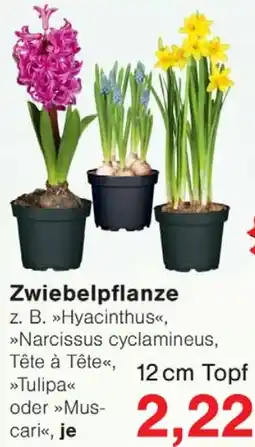 Wiglo Wunderland Zwiebelpflanze Angebot