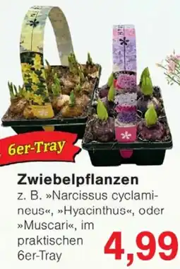 Wiglo Wunderland Zwiebelpflanzen Angebot