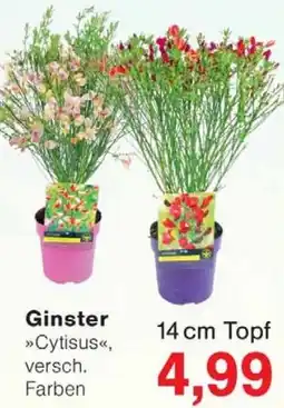 Wiglo Wunderland Ginster Angebot