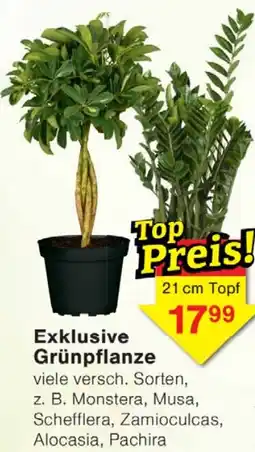 Wiglo Wunderland Exklusive Grünpflanze Angebot