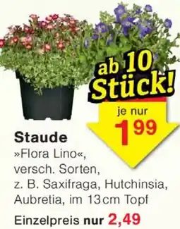 Wiglo Wunderland Staude Angebot