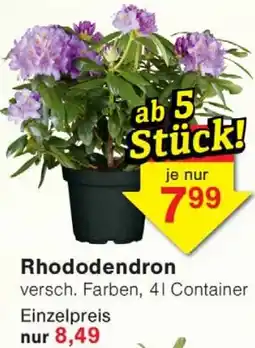 Wiglo Wunderland Rhododendron Angebot