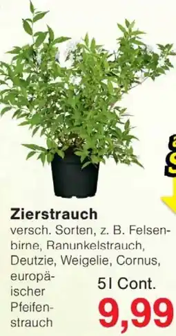 Wiglo Wunderland Zierstrauch Angebot