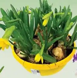 Wiglo Wunderland Narzisse Angebot