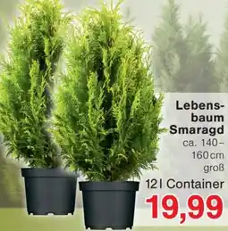 Wiglo Wunderland Lebensbaum Smaragd Angebot
