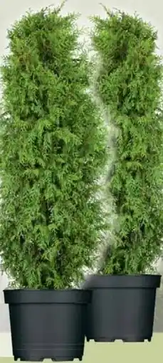 Wiglo Wunderland Lebensbaum Brabant Angebot