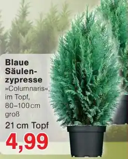 Wiglo Wunderland Blaue Säulenzypresse Angebot