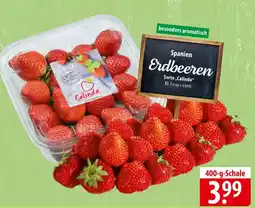 Famila Nord Ost Erdbeeren Sorte,,Calinda" Angebot