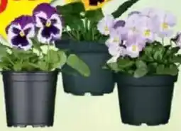 Jawoll Hornveilchen oder Stiefmütterchen Angebot