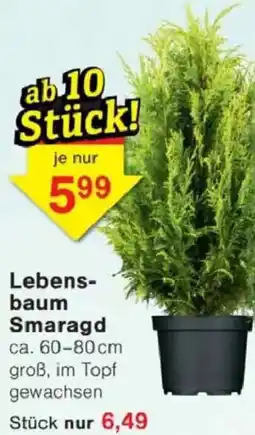 Jawoll Lebensbaum Smaragd Angebot