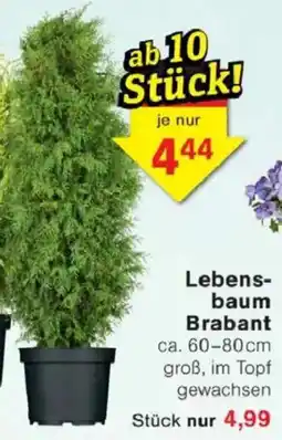 Jawoll Lebensbaum Brabant Angebot