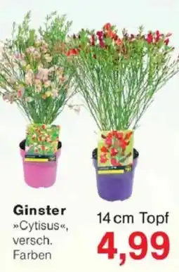 Jawoll Ginster 14 cm Topf Angebot