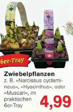 Jawoll Zwiebelpflanzen 6er-Tray Angebot