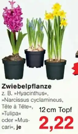 Jawoll Zwiebelpflanze 12 cm Topf Angebot