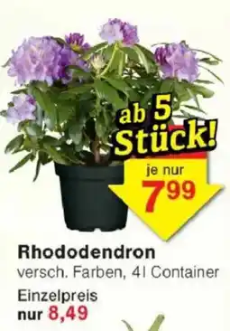 Jawoll Rhododendron Angebot