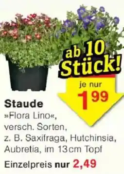 Jawoll Staude Flora Lino Angebot