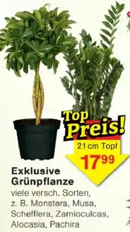 Jawoll Exklusive Grünpflanze Angebot