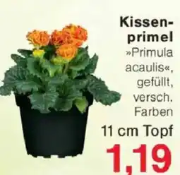 Jawoll Kissenprimel Angebot