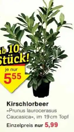 Jawoll Kirschlorbeer Angebot